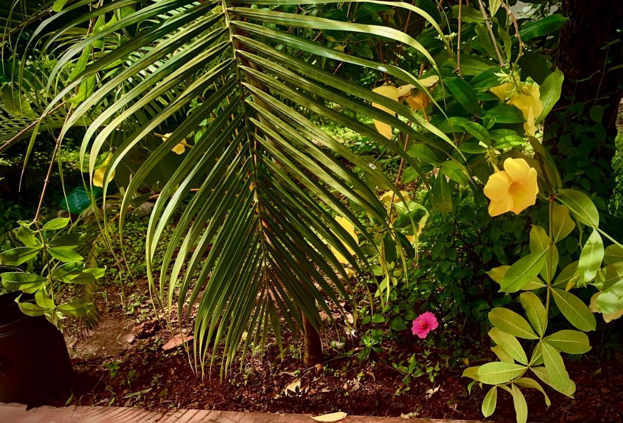 Stan-Inn, North Goa, Vagator, With Strong Wifi,Free Private Parking & Kitchen, Can Cook Where You Stay Εξωτερικό φωτογραφία